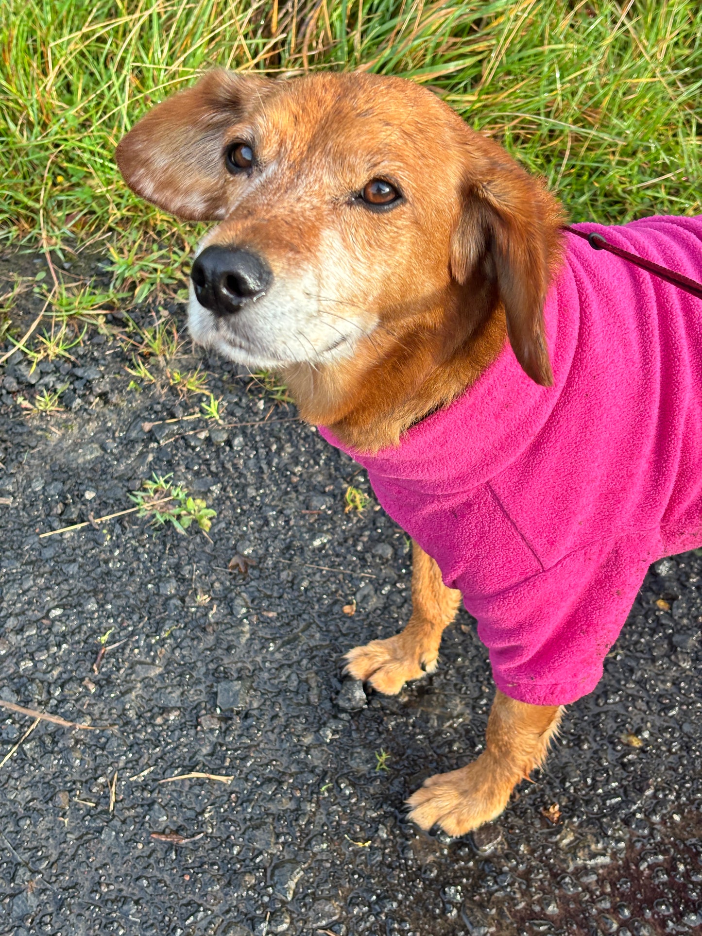 Dog Fleece Jumper with Zipper, Front Legs