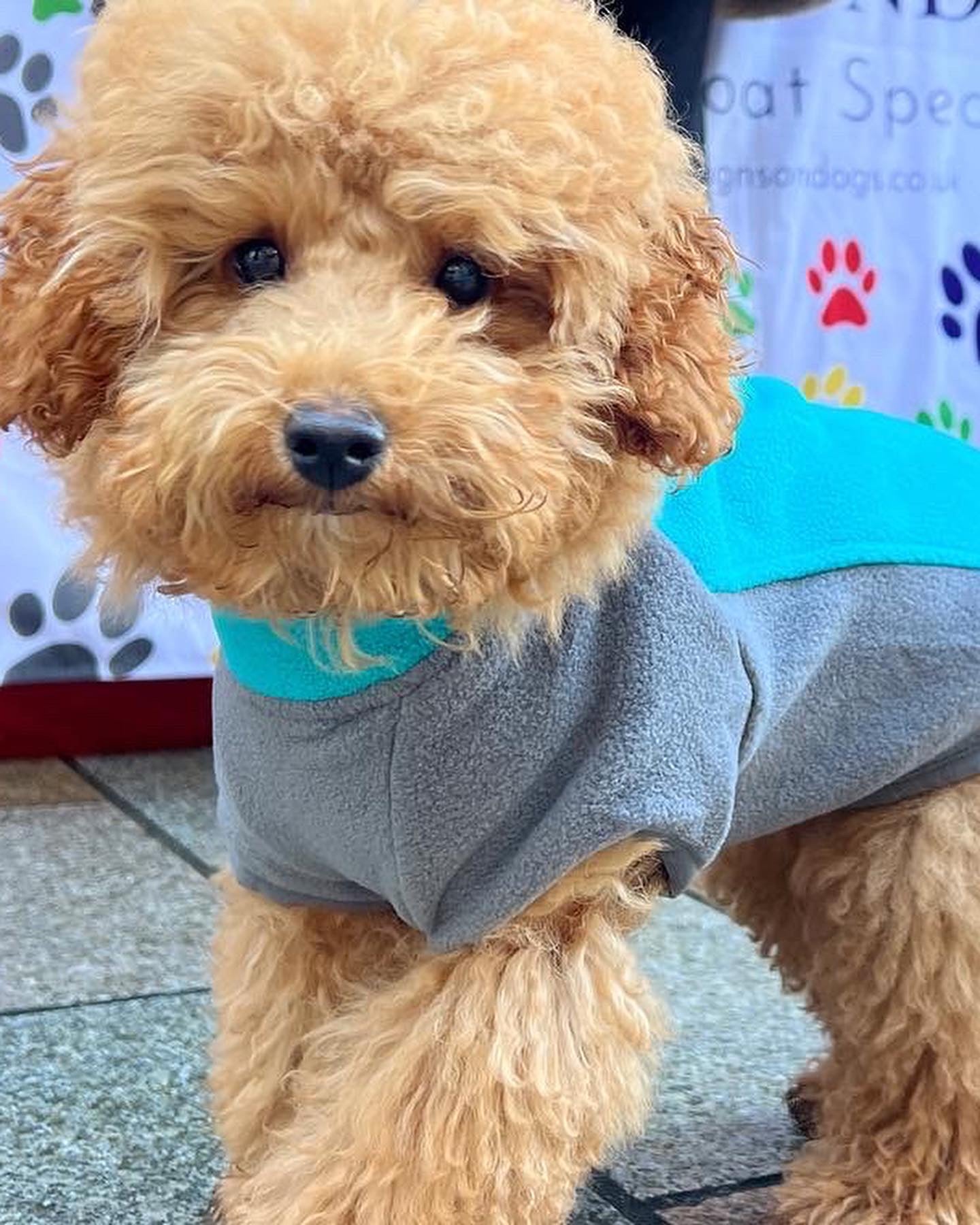 Fleece Jumper for Small Dogs - Cosy and water wicking