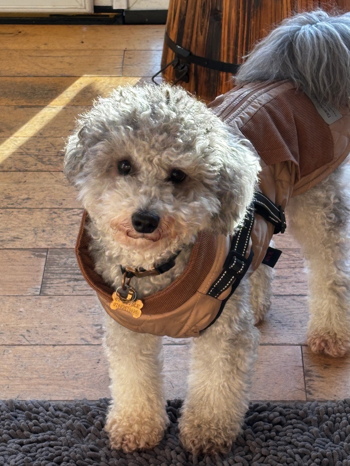 Small Dog Harness Coats