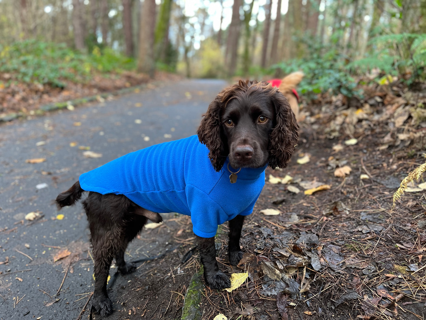 Alfie in Medium Blue. Working Cocker 14kg