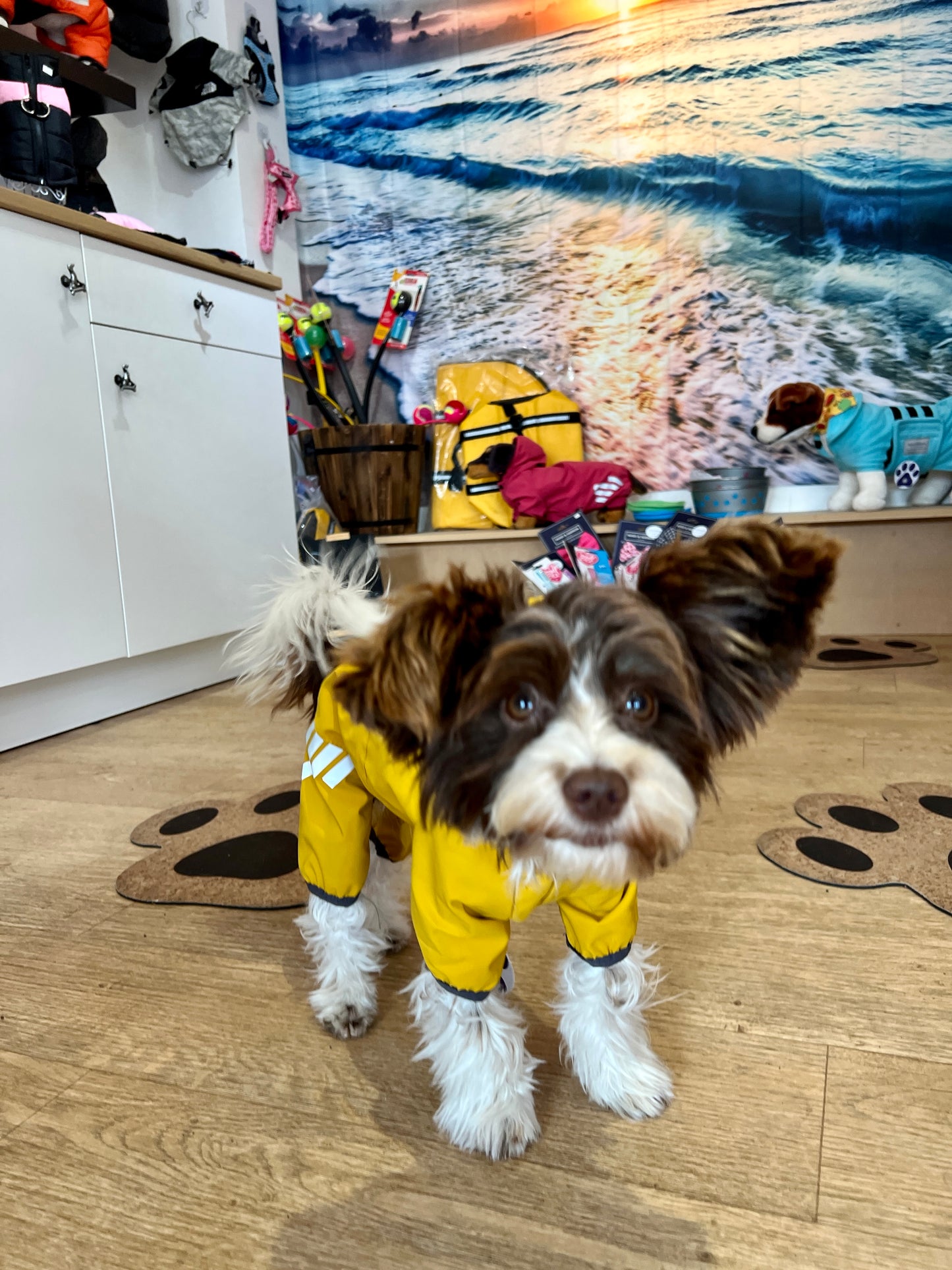 Small Dog Puddlesuit - No Matting