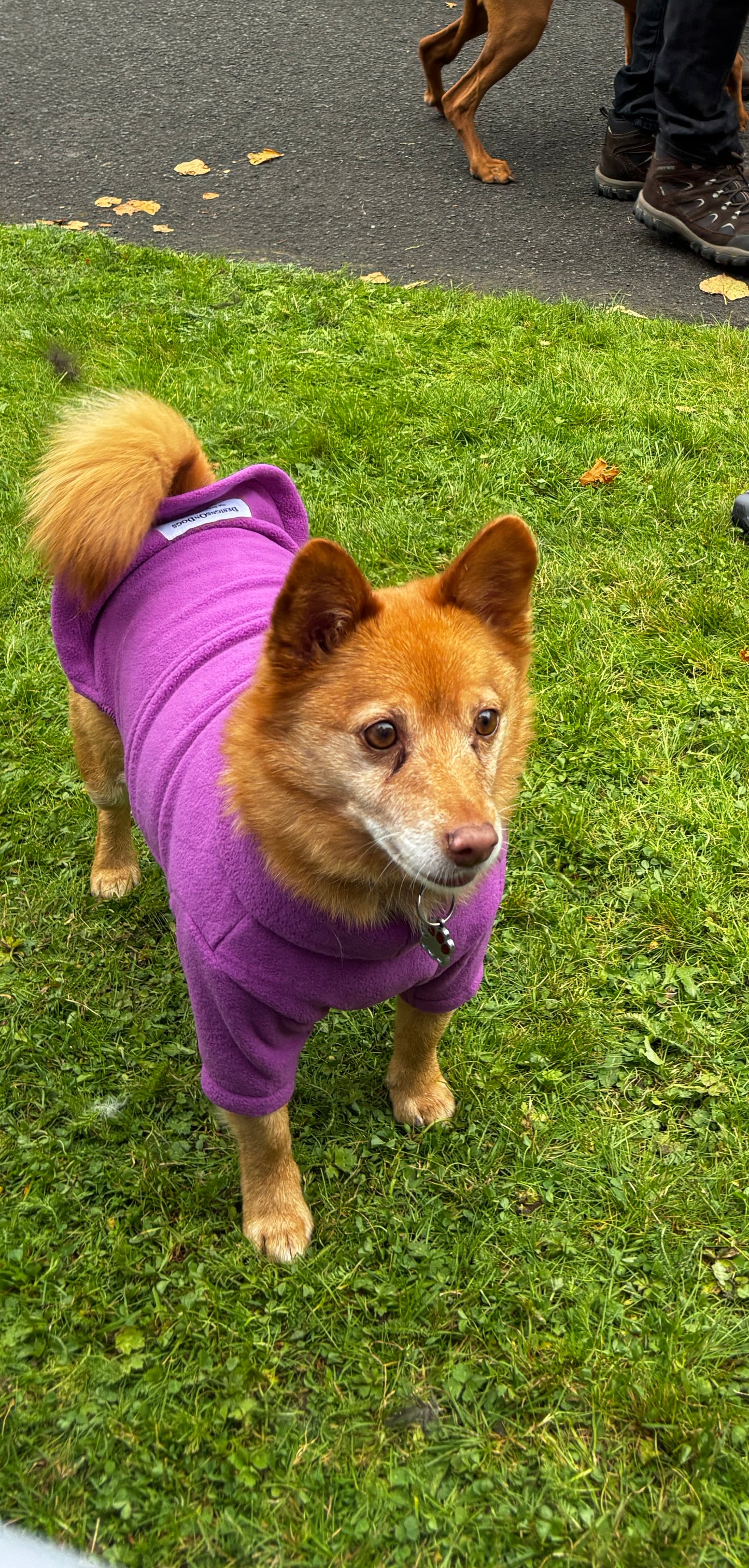 Dog Fleece Jumper with Zipper, Front Legs