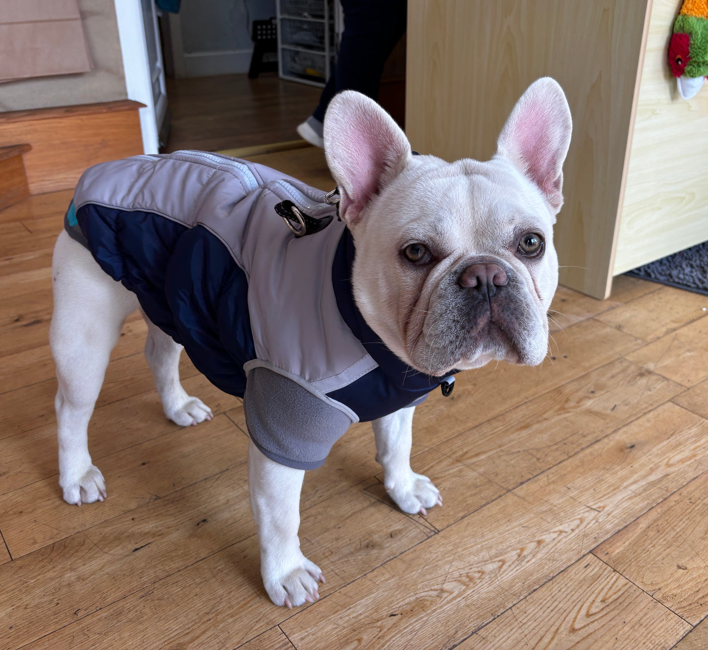 Soft Padded Ski Jacket. Waterproof, Warm, Easy fit, No Matting.