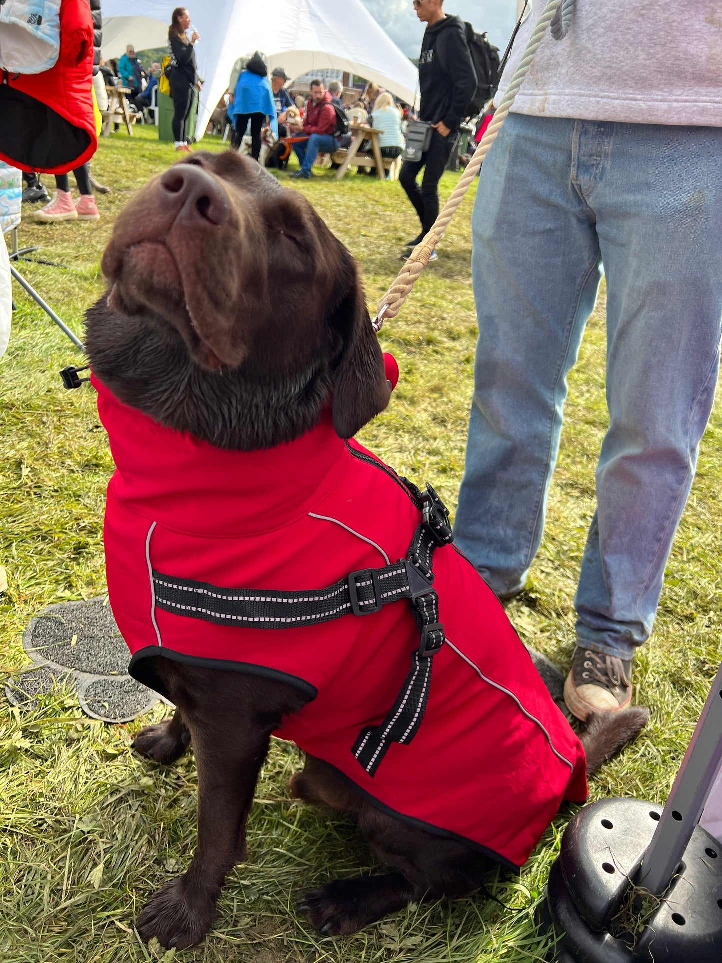 Harness Coat in Soft Shell with Stretch - For larger dogs