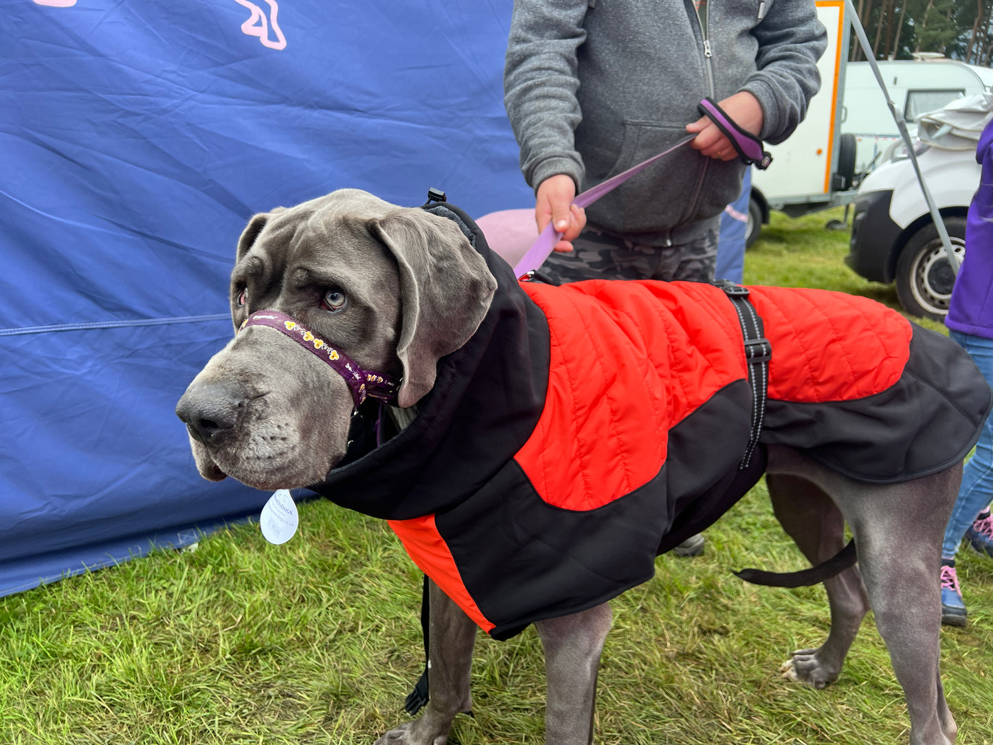 Stylish Coat for Large Dogs. Easy Fit, Built -In Harness