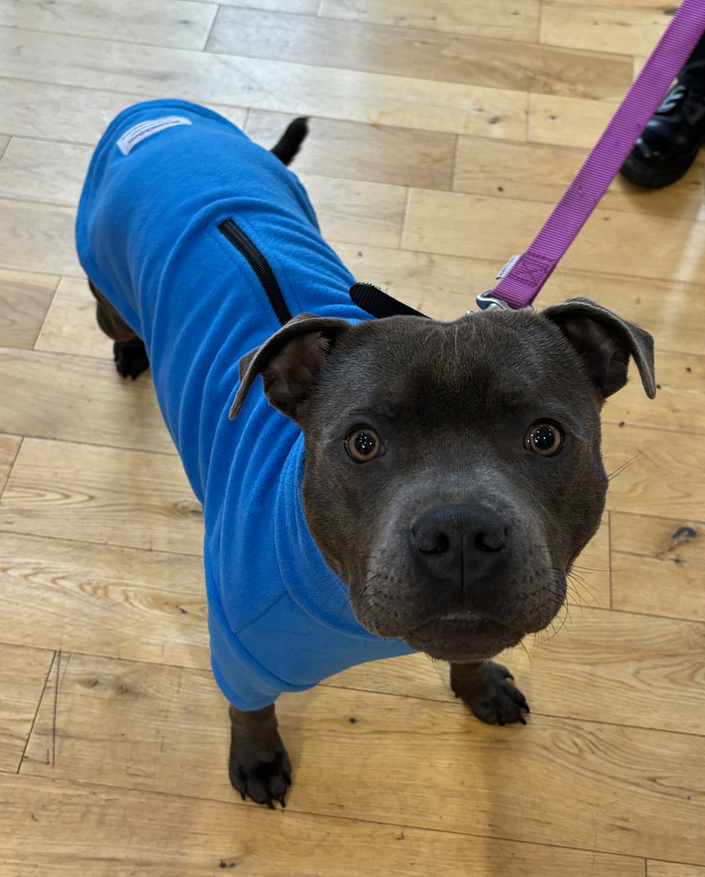 Dog Fleece Jumper with Zipper, Front Legs