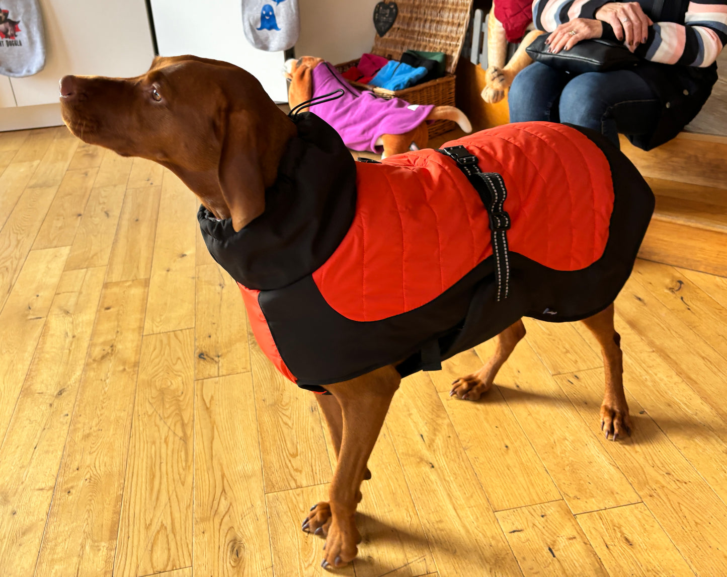 Stylish Coat for Large Dogs. Easy Fit, Built -In Harness