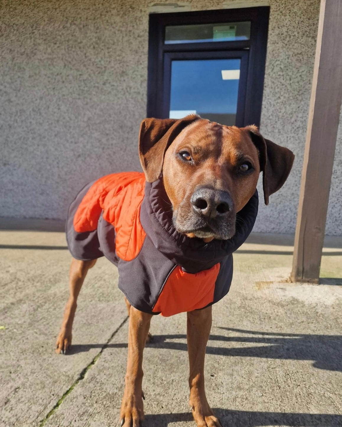 Stylish Coat for Large Dogs. Easy Fit, Built -In Harness