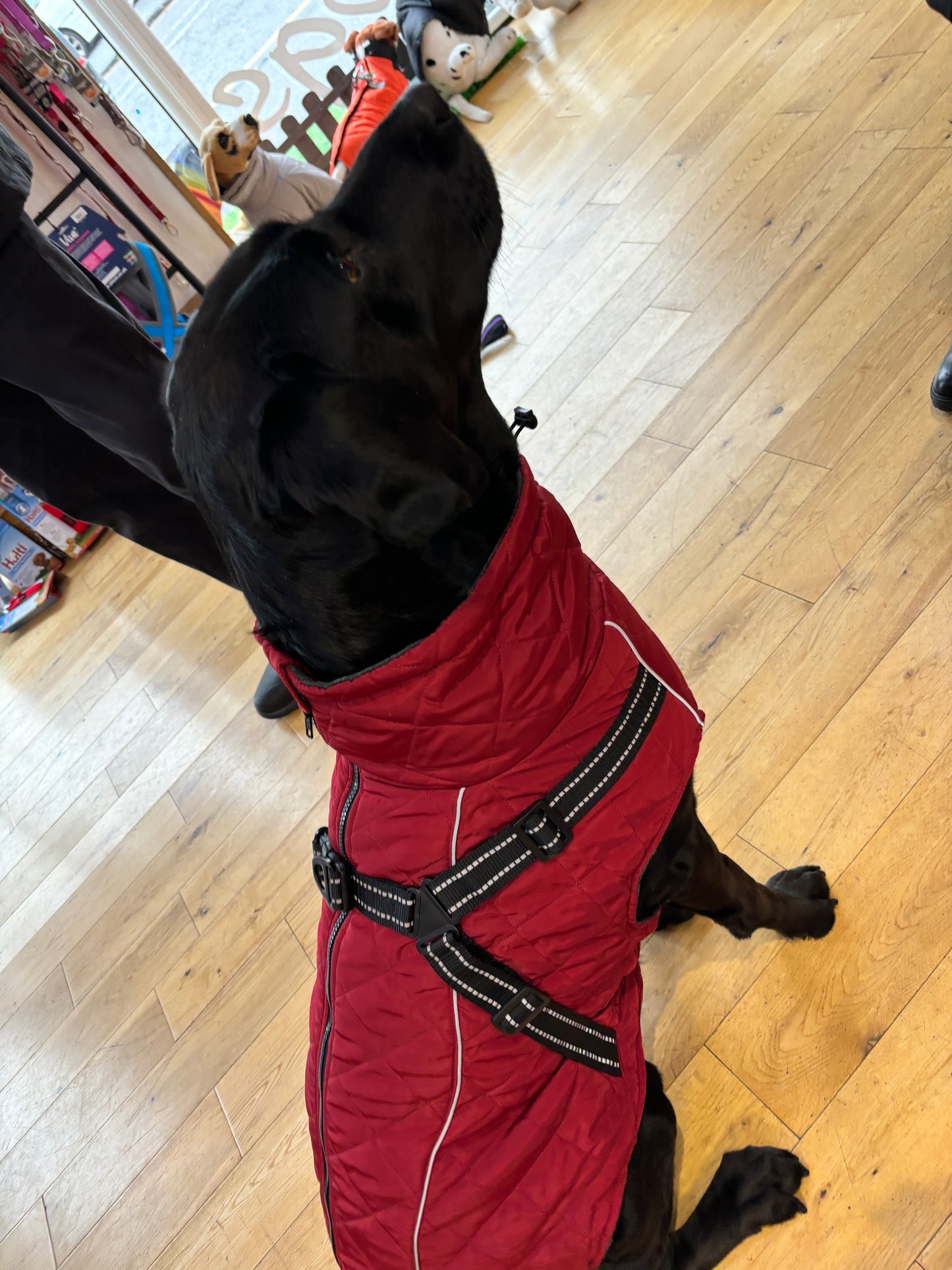 Harness Coat in Soft Shell with Stretch - For larger dogs