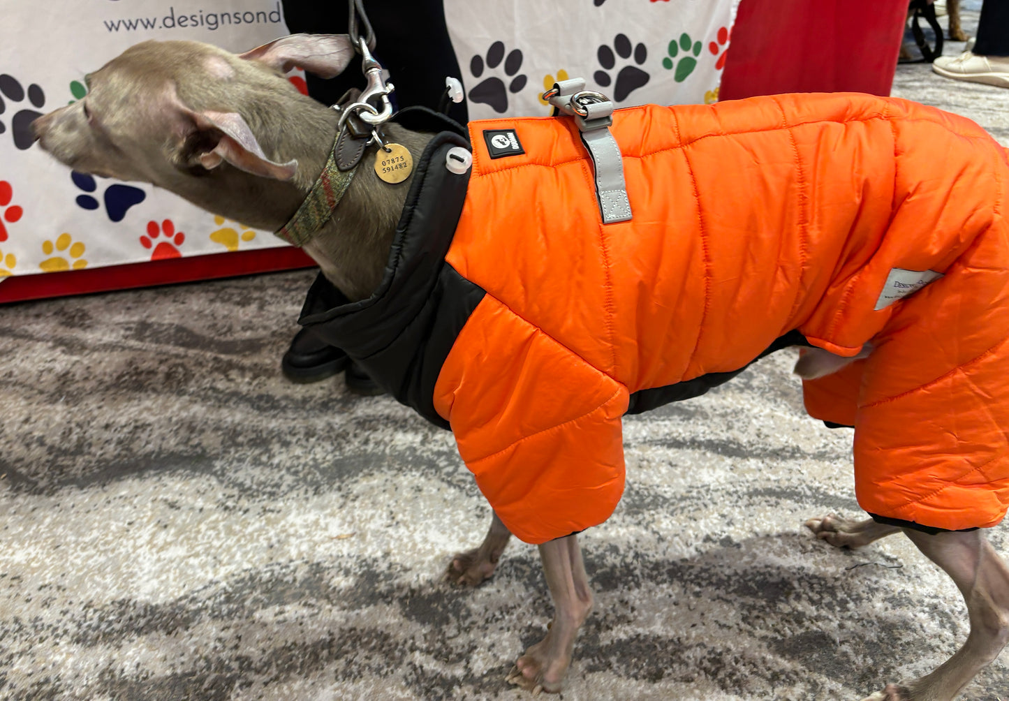 Winter Snowsuit - Small Dog Collection