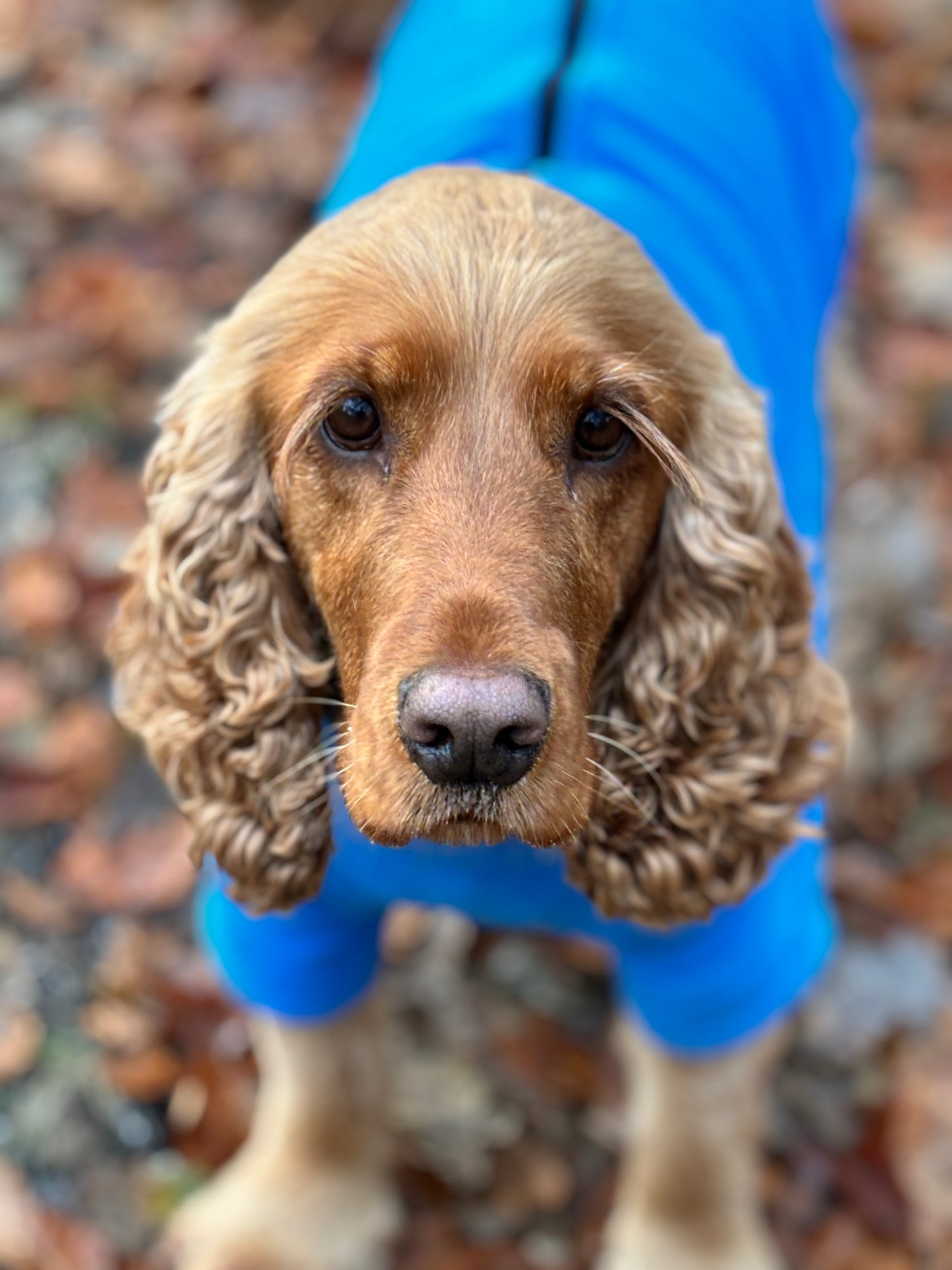 Sam in Large Blue - Show Cocker 20kg