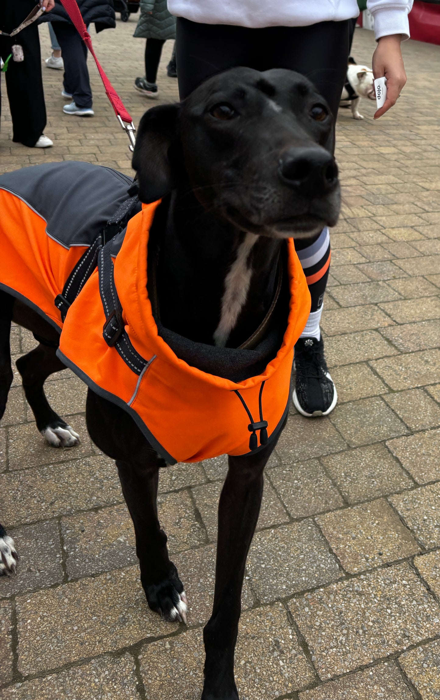 Harness Coat in Soft Shell with Stretch - For larger dogs