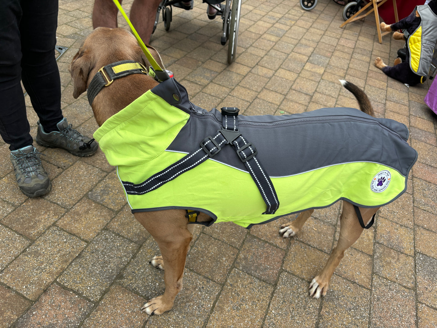 Harness Coat in Soft Shell with Stretch - For larger dogs