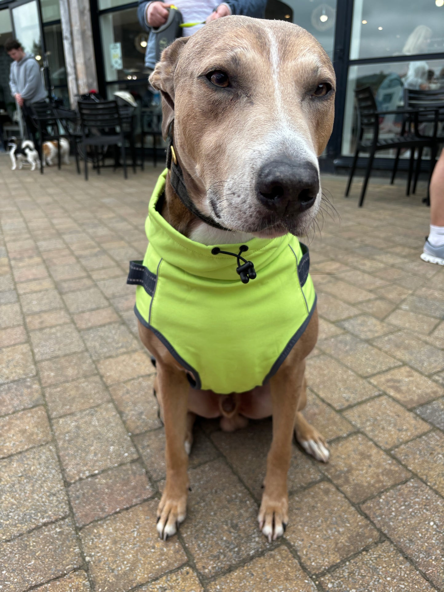 Harness Coat in Soft Shell with Stretch - For larger dogs