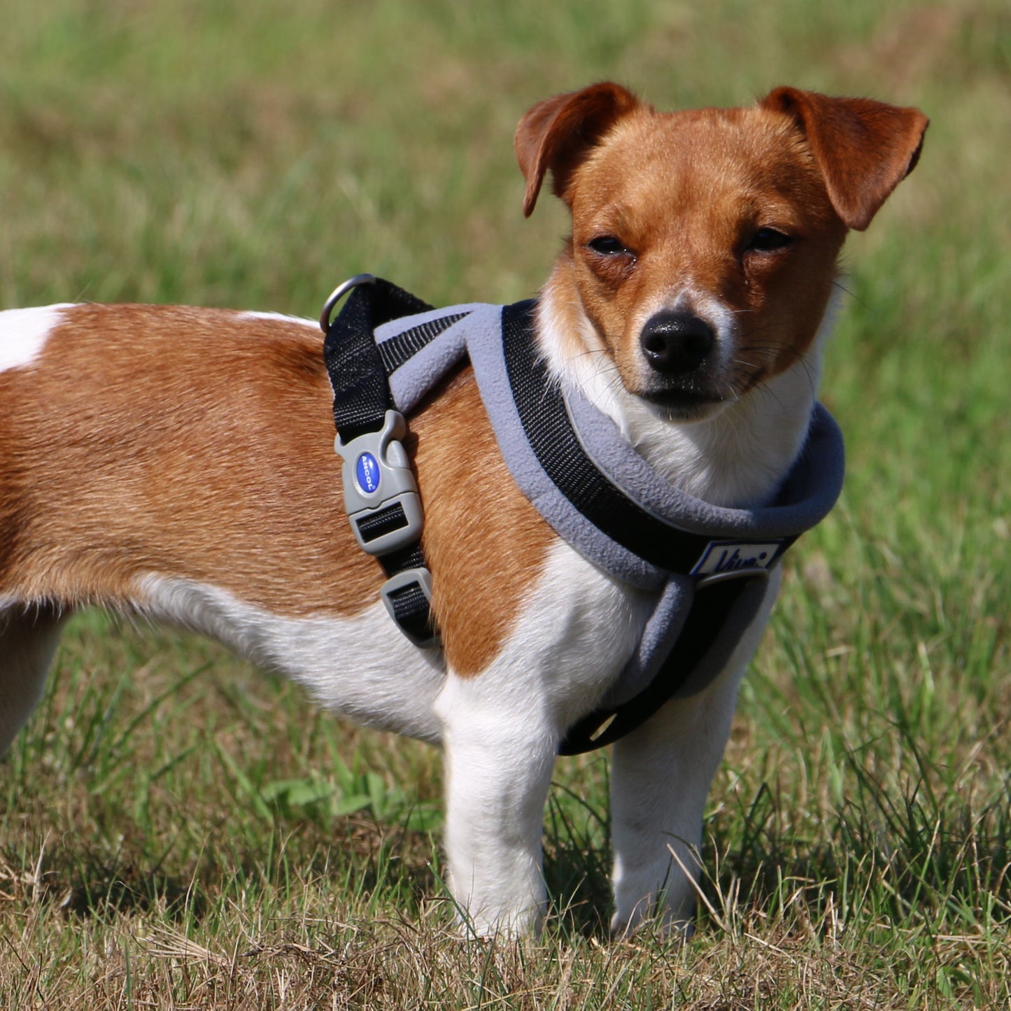 Ancol Padded Harness