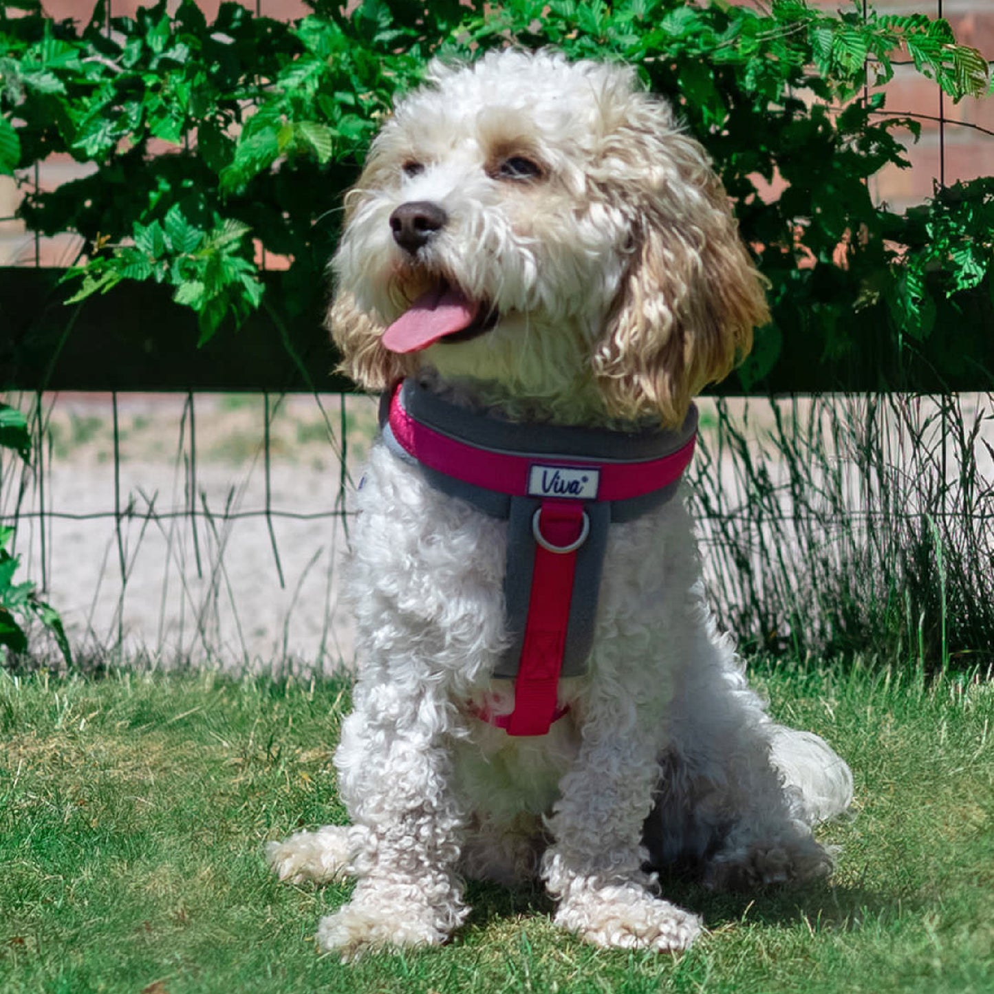 Ancol Padded Harness