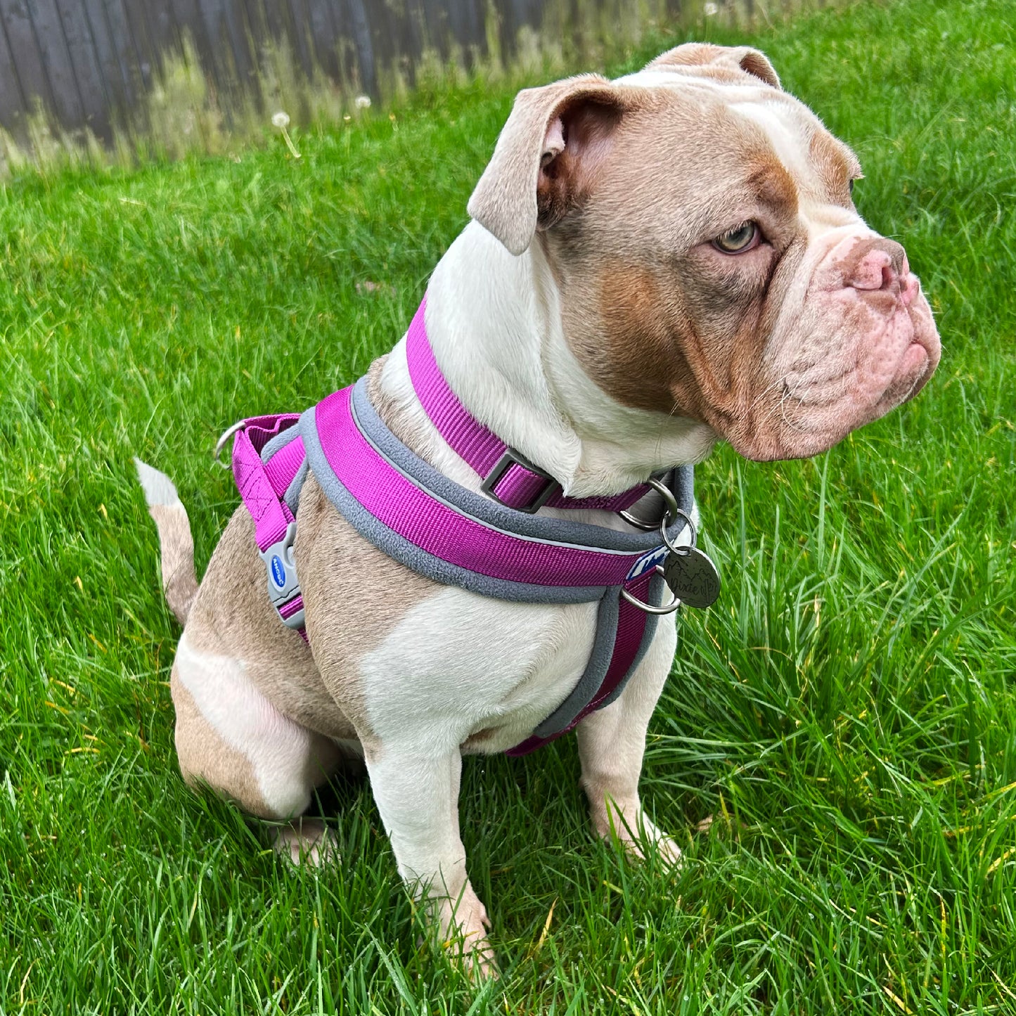 Ancol Padded Harness