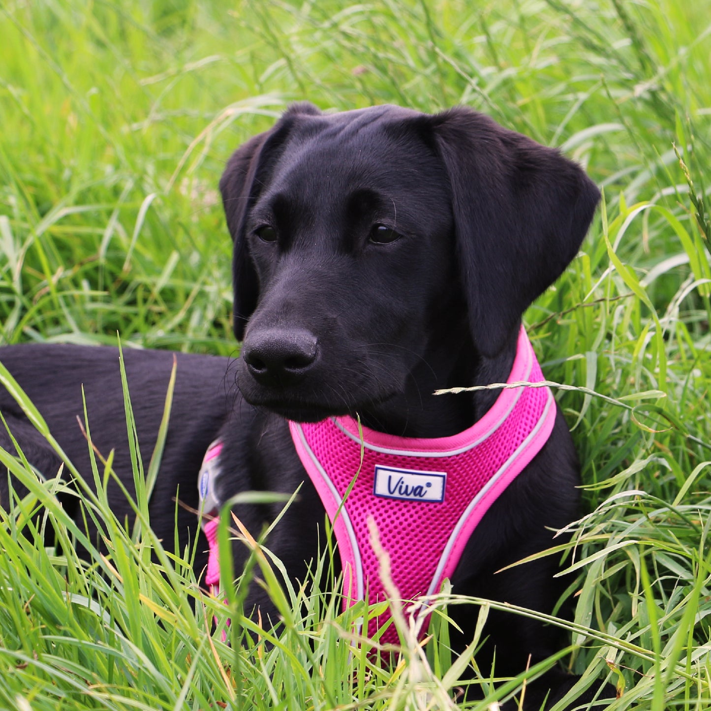 Ancol Viva Mesh Comfort Harness with Buckle