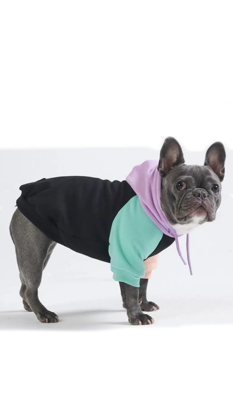 French Bulldog in colourful hoodie