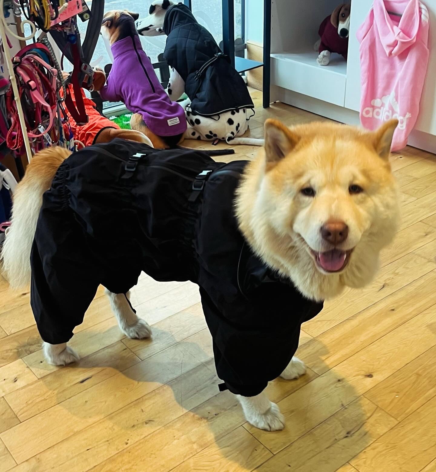 Waterproof puddlesuit for medium to large  dogs