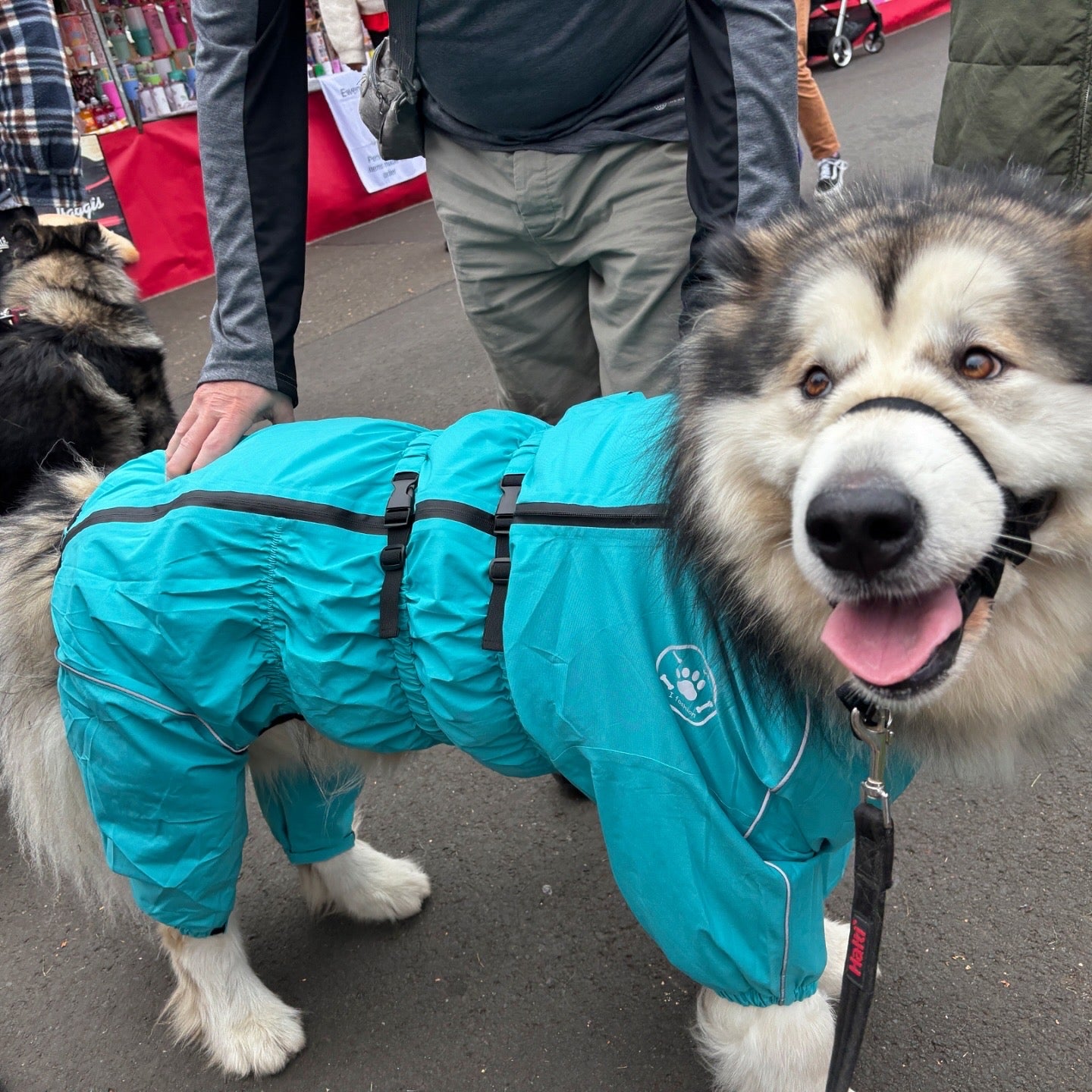 Waterproof puddlesuit for medium to large  dogs