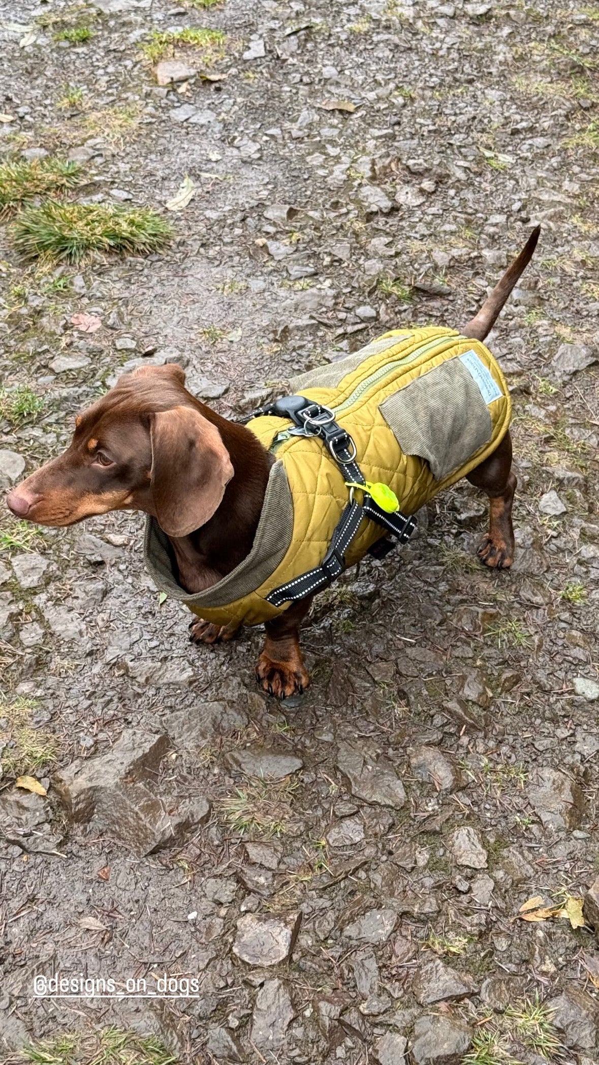 Small Dog Harness Coats