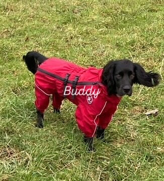 Waterproof puddlesuit for medium to large  dogs - No Matting