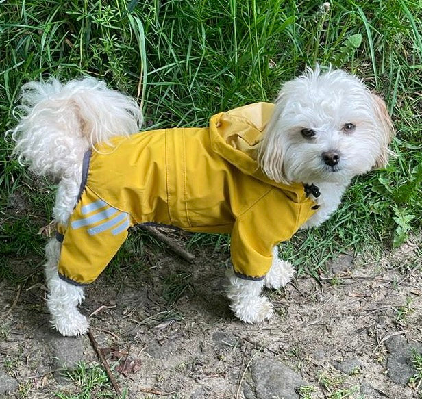 Small Dog Puddlesuit