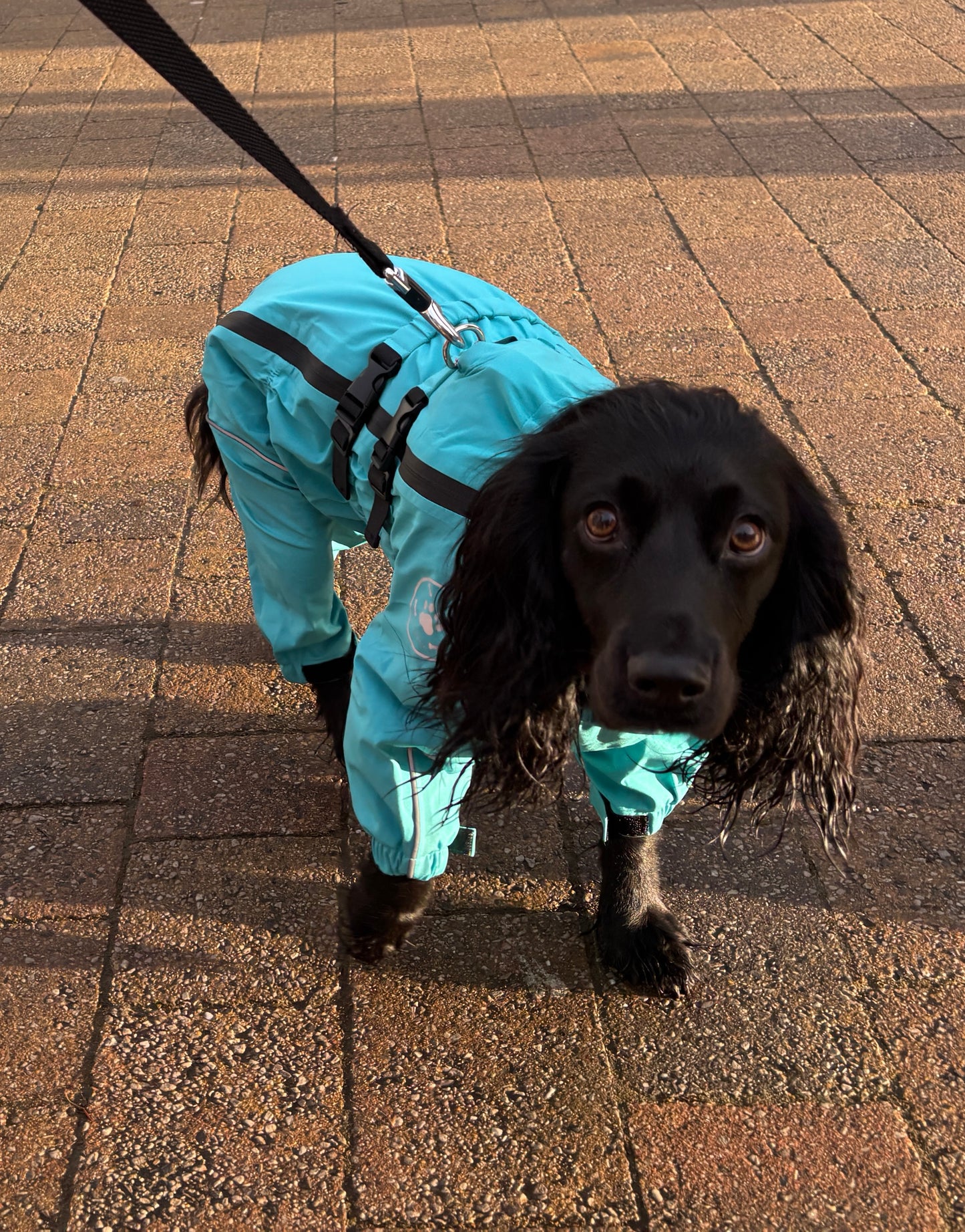 Waterproof puddlesuit for medium to large  dogs - No Matting