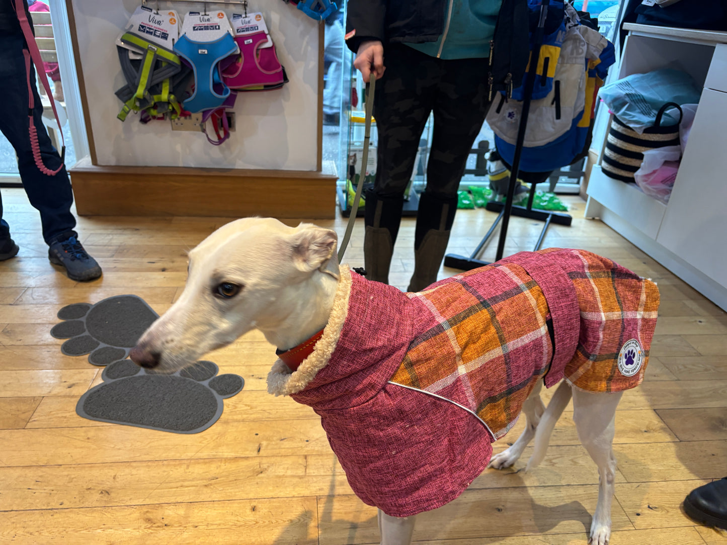 Long Cozy coat Whippets & Greyhound