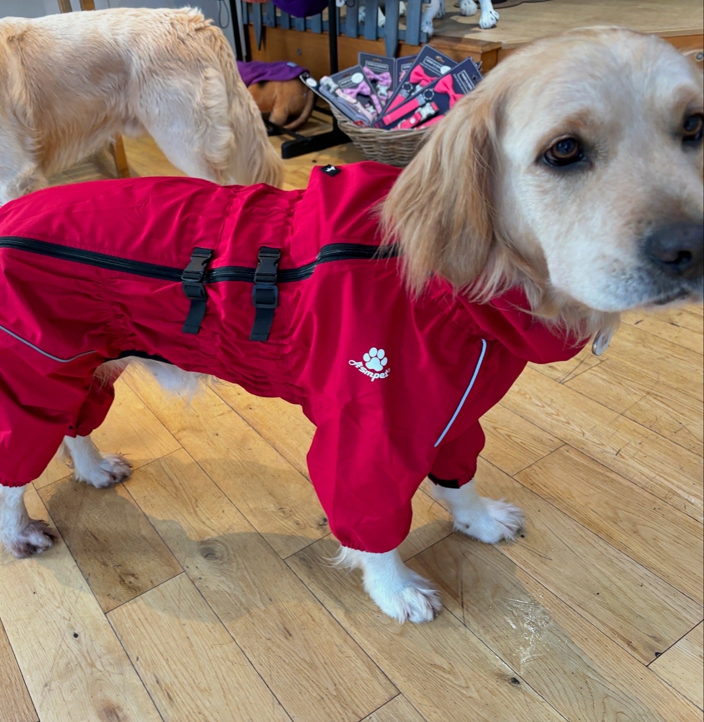 Waterproof puddlesuit for medium to large  dogs