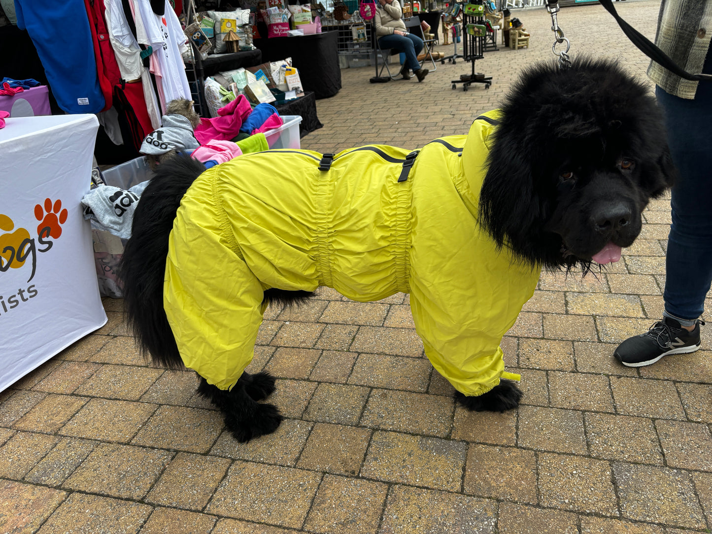 Waterproof puddlesuit for medium to large  dogs