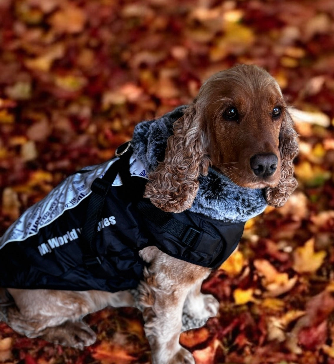 Winter , waterproof raincoat with harness