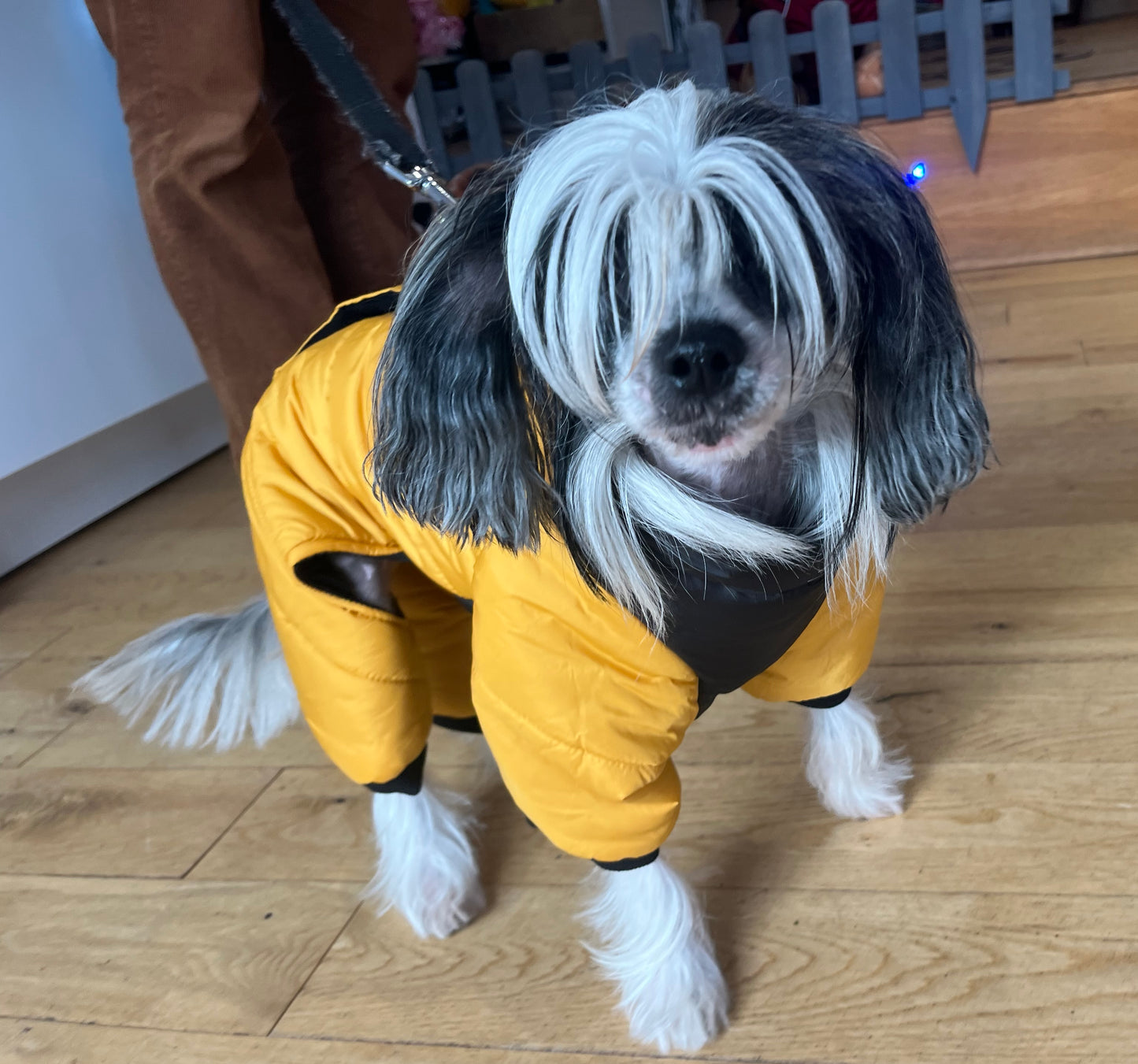 Winter Snowsuit  - Small Dog Collection