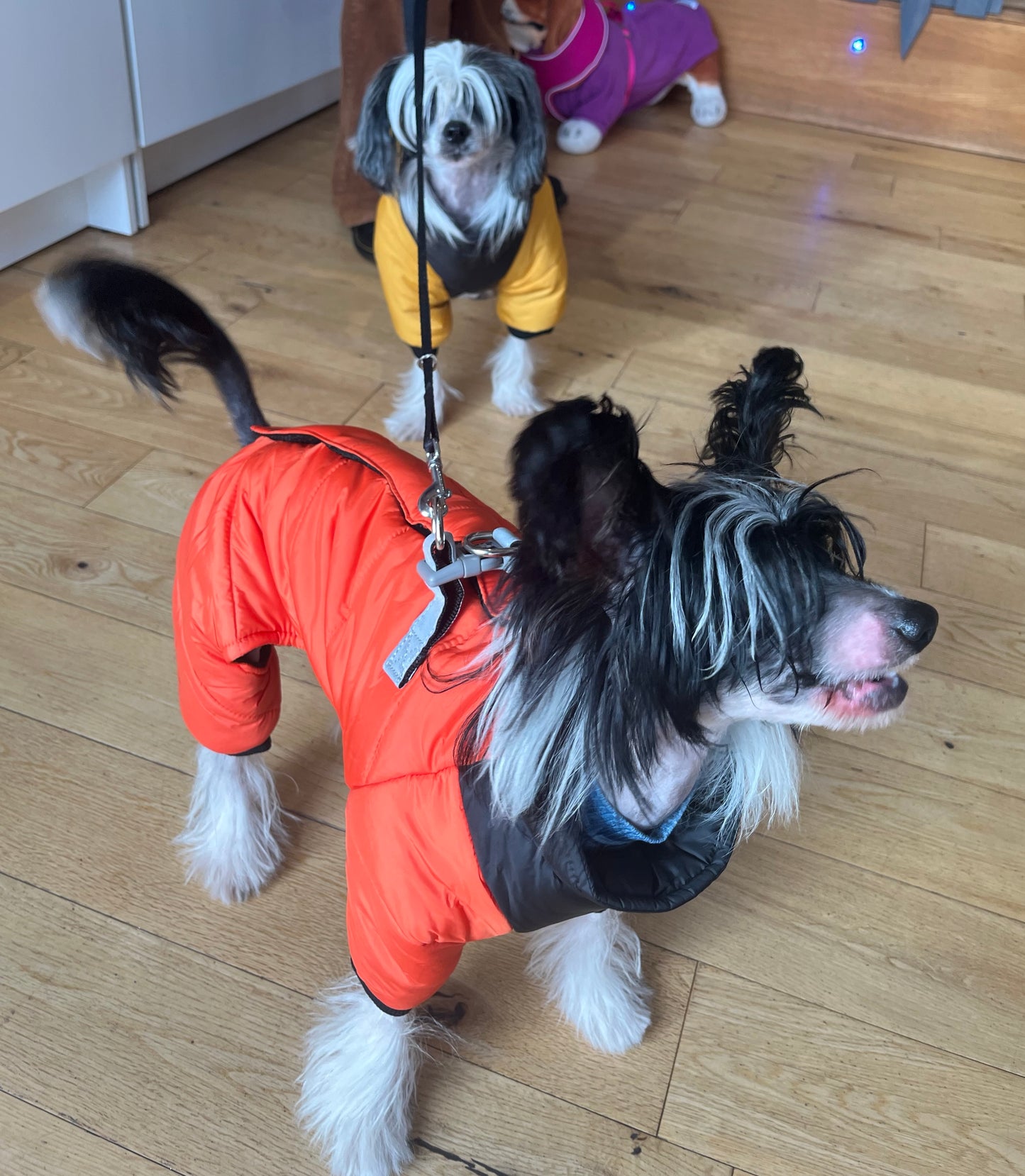 Winter Snowsuit  - Small Dog Collection