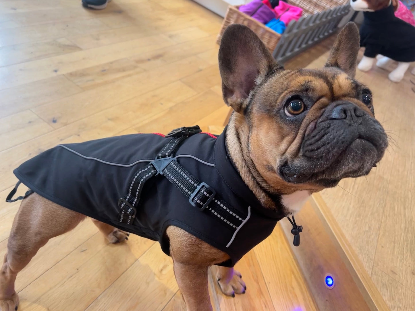 Winter , waterproof raincoat with harness