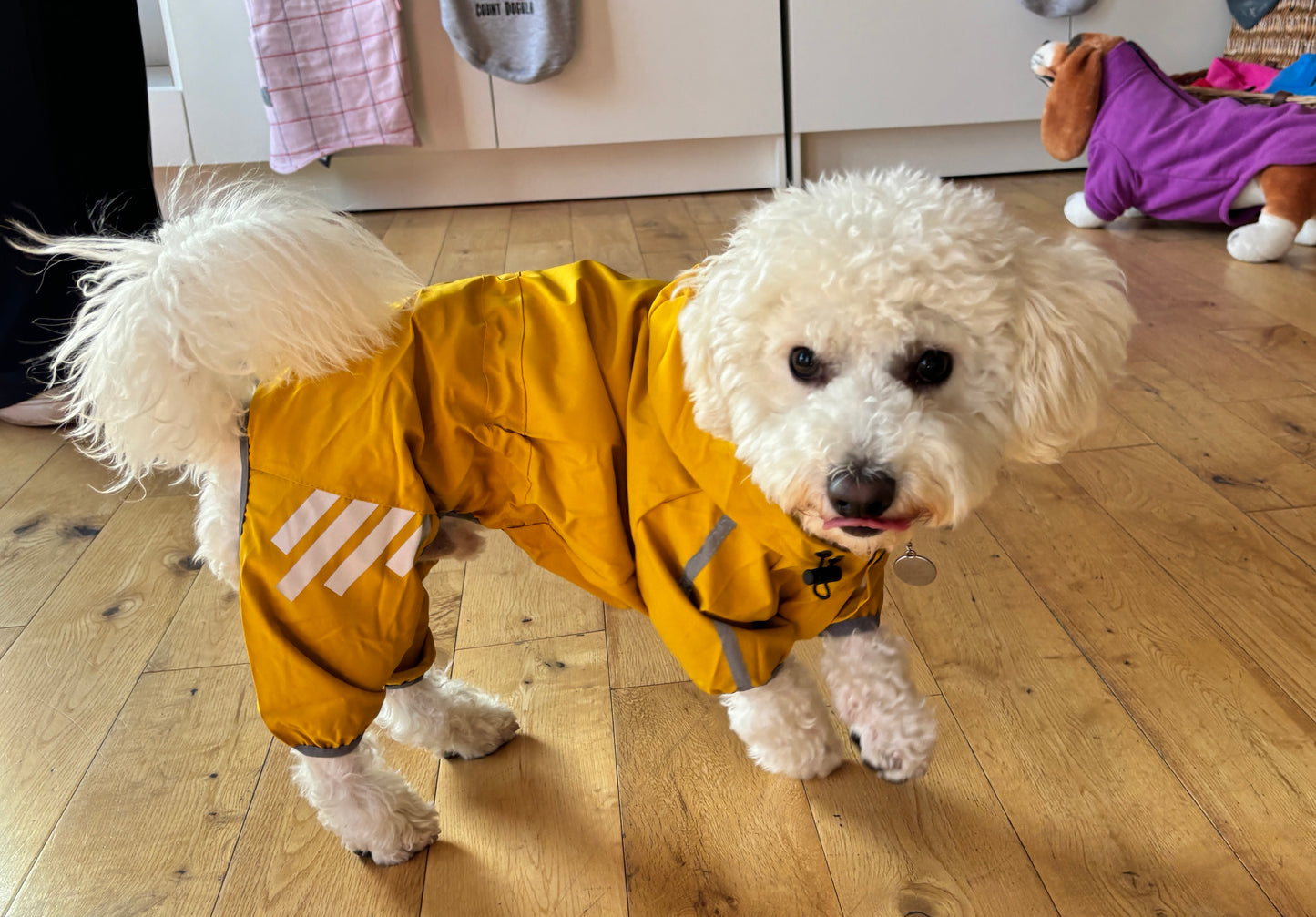 Small Dog Puddlesuit