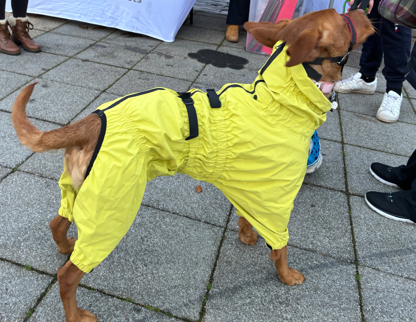 Waterproof puddlesuit for medium to large  dogs