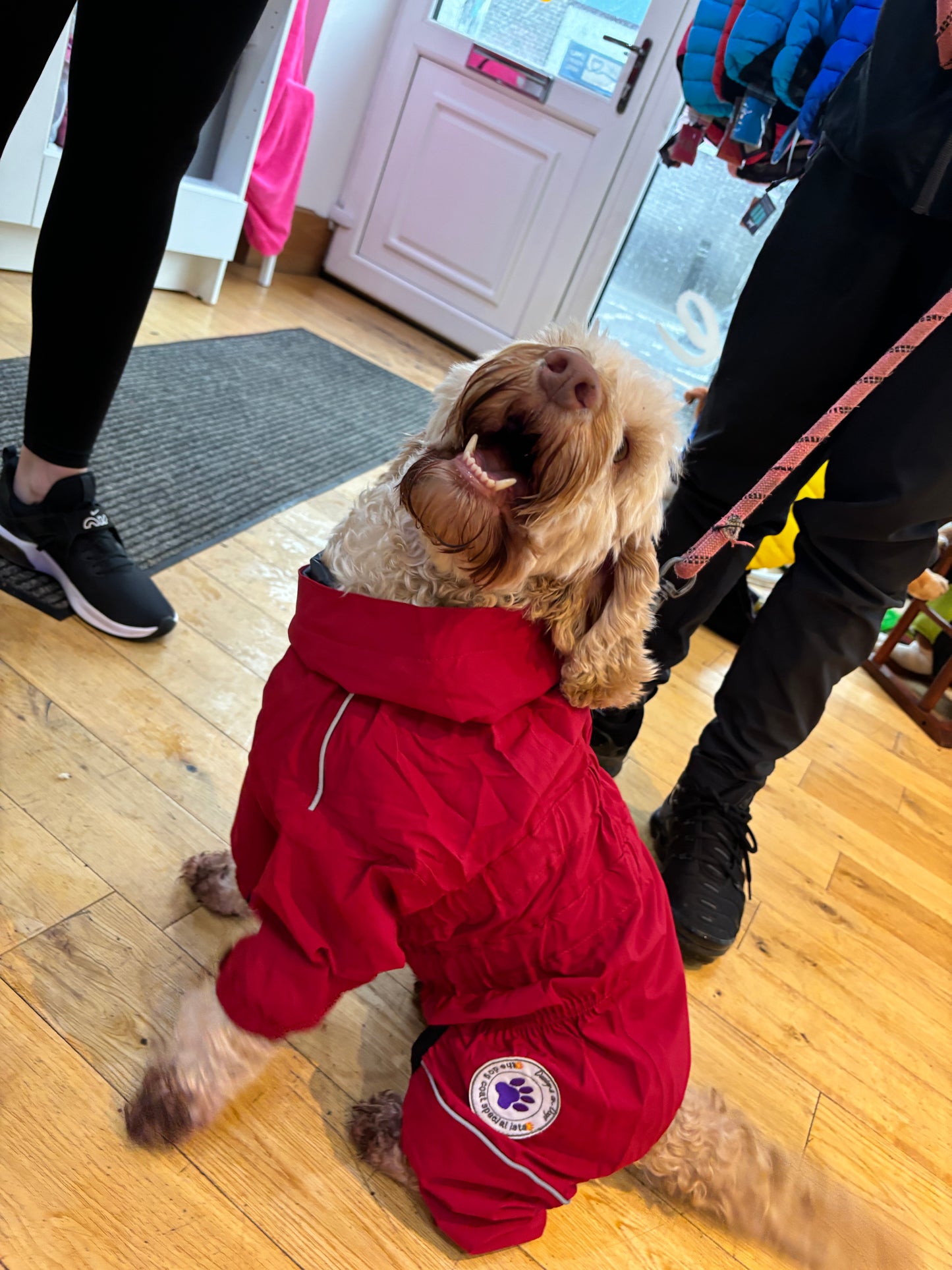 Waterproof puddlesuit for medium to large  dogs