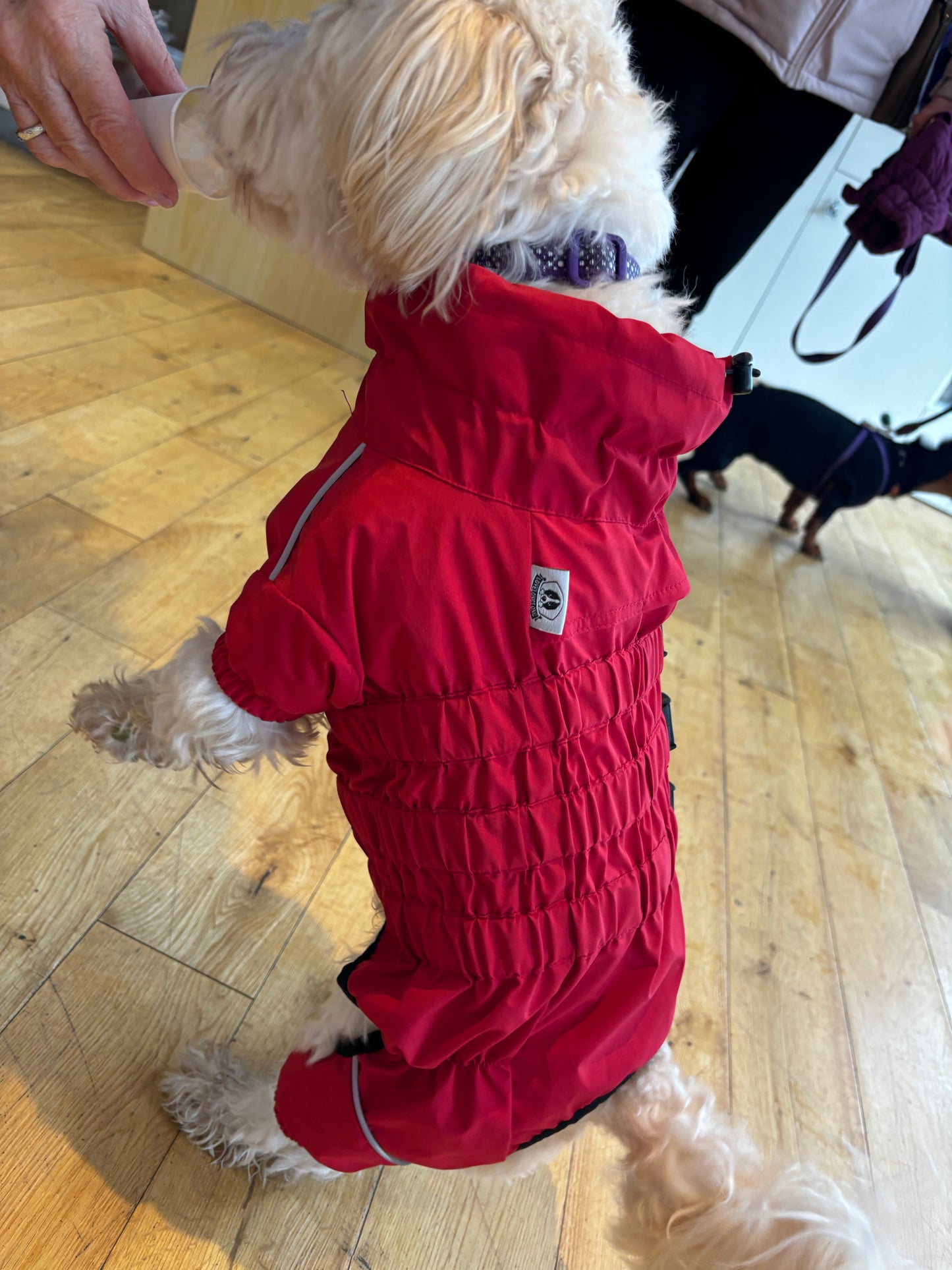 Waterproof puddlesuit for medium to large  dogs