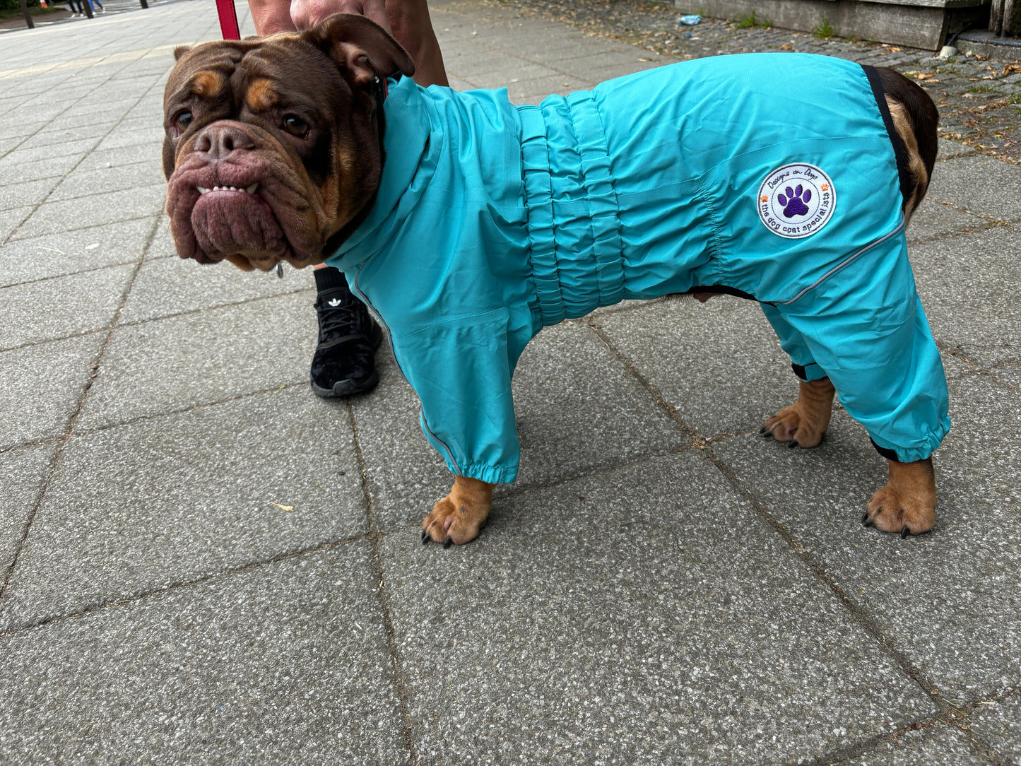 Waterproof puddlesuit for medium to large  dogs