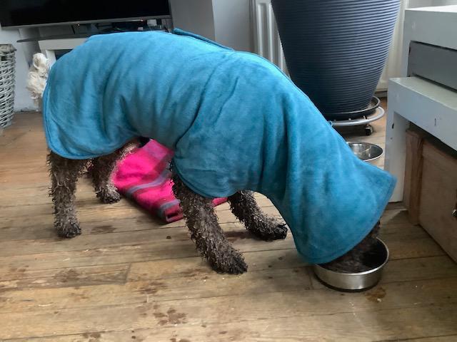 Premium Dog Drying Coat , Bathrobe