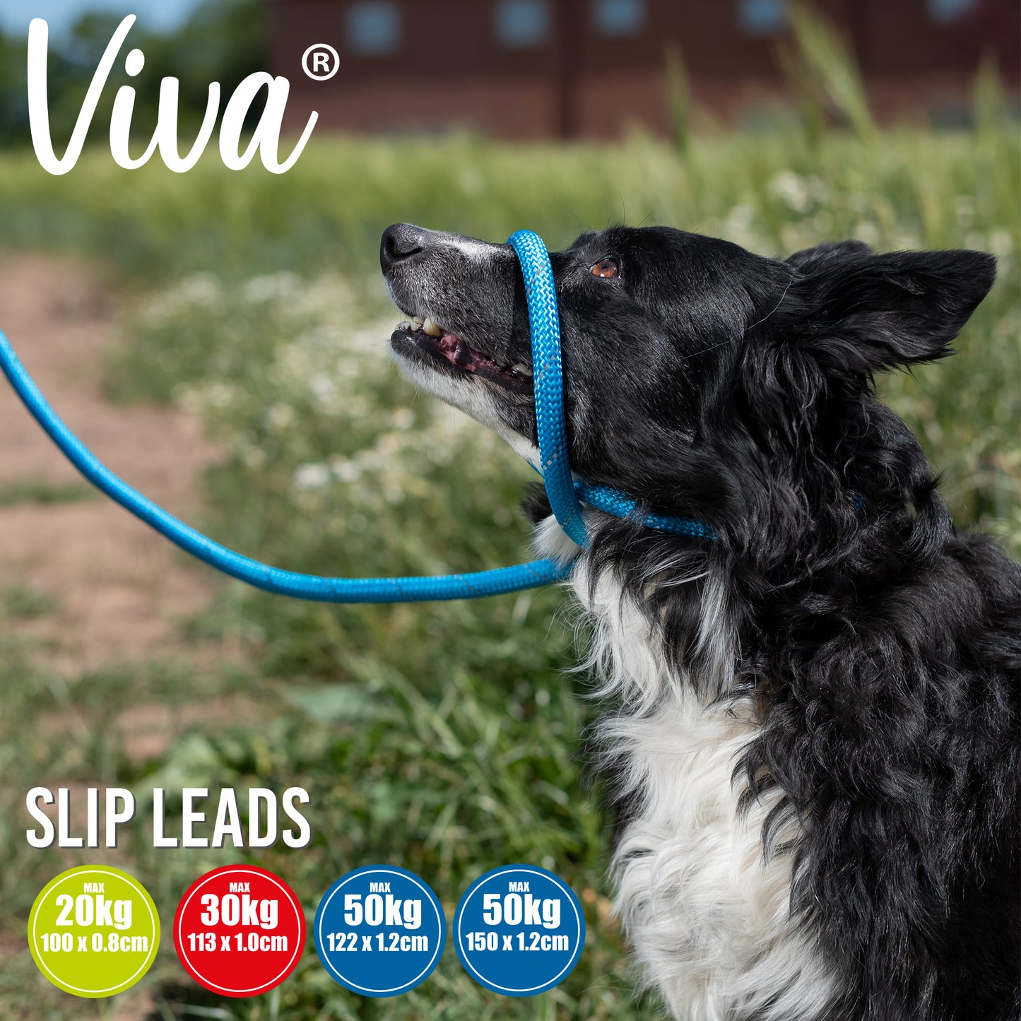 Slip Leash - Don't Pull !