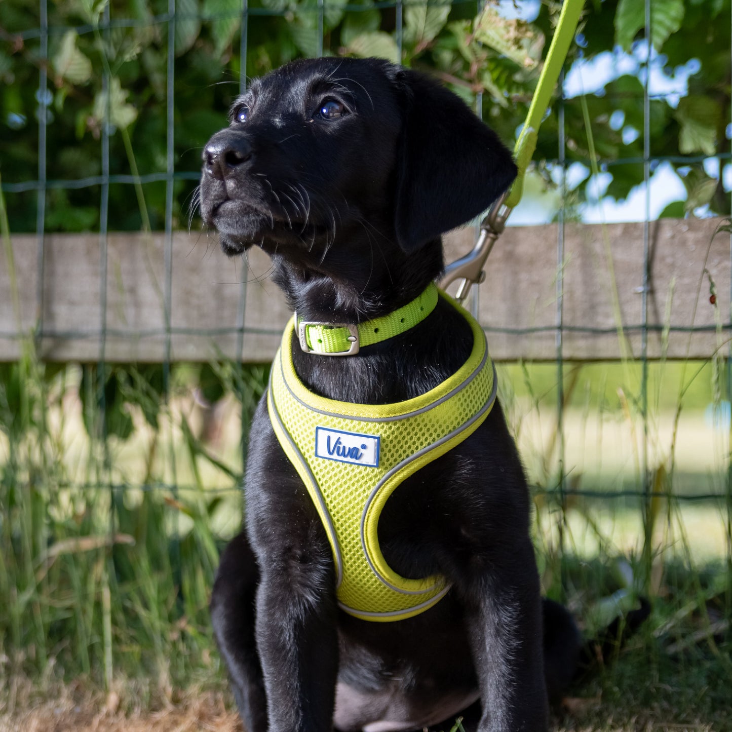 Viva Mesh Comfort Harness with Buckle